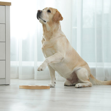 2in1 intelligence toy for dogs