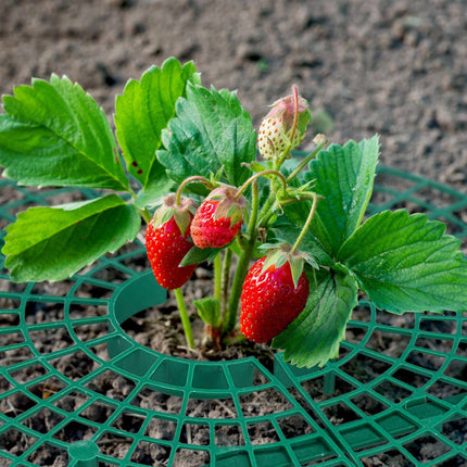 6x Strawberry Supports