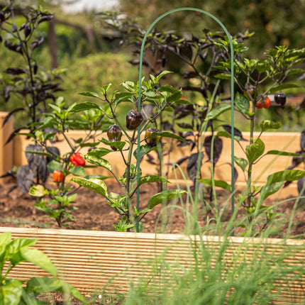 Arch Vine Support Set of 6