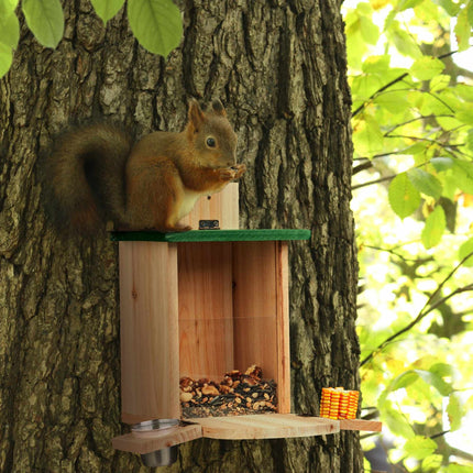 Automatic squirrel feeder with water trough