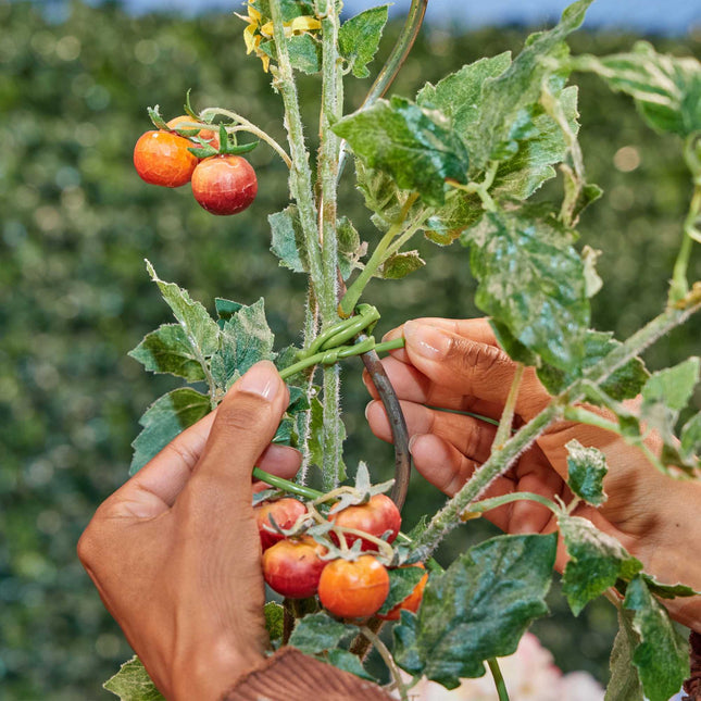 Bindslang voor planten 50 m