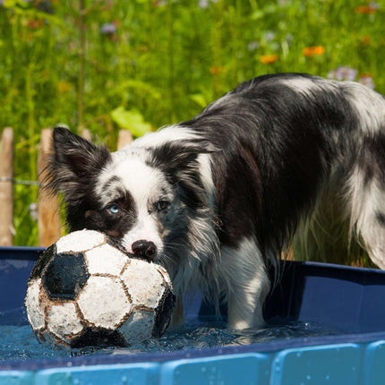 Blue dog pool