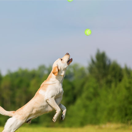 Bullet bumpers for dogs set of 4