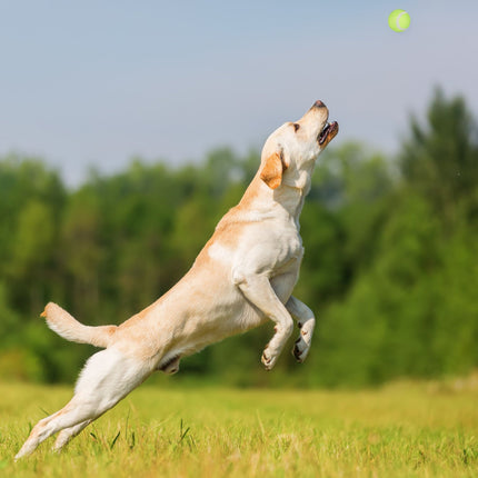 Bullets for dogs set of 2