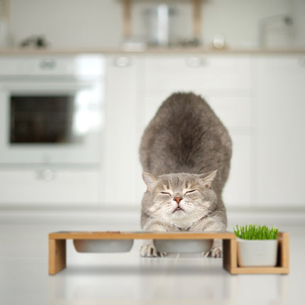 Cat feeding station and cat grass bowl