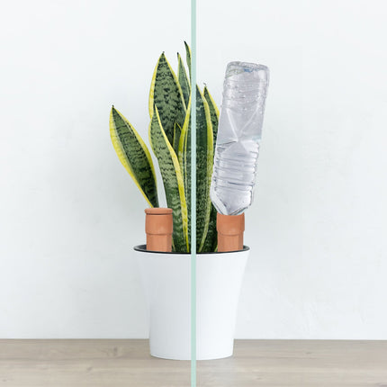Clay cone for irrigation 4 pcs