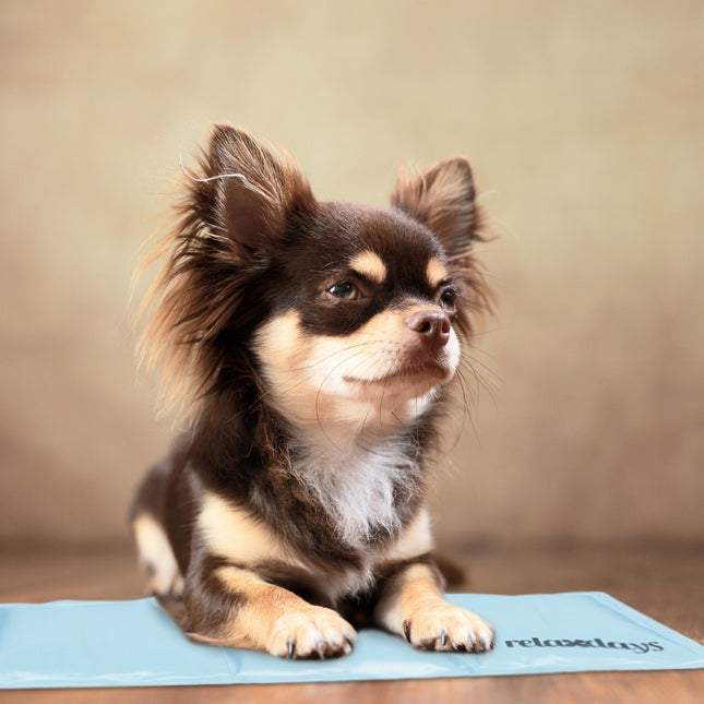Koelmat voor honden