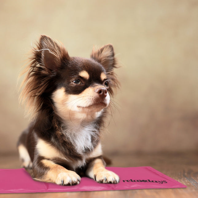 Koelmat voor honden