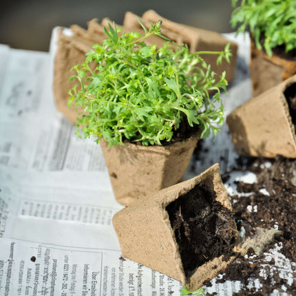 Cultivation pots, 200 pcs, with label