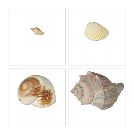Decorative Seashell Set, 2 kg – Sea & Snail Shells