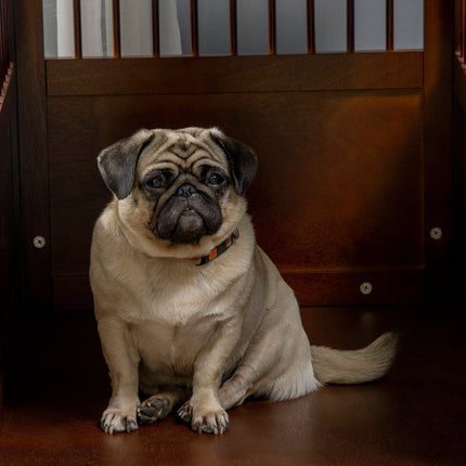 Stylish medium-sized dog cage with table top, lockable door