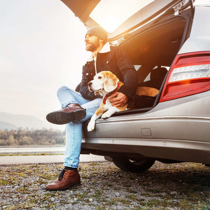 Dog blanket car