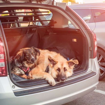 Dog blanket car