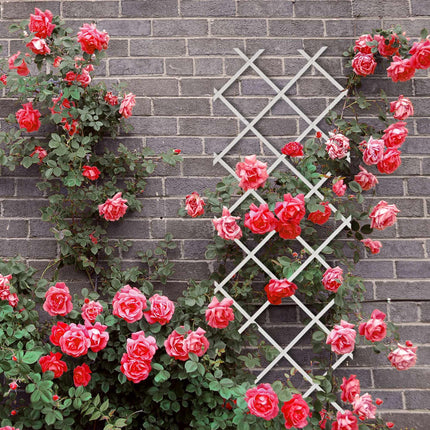 Extendable Wall Plant Trellis Set of 3, 180x60 cm