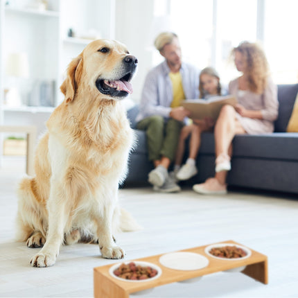 Feeding station for dogs