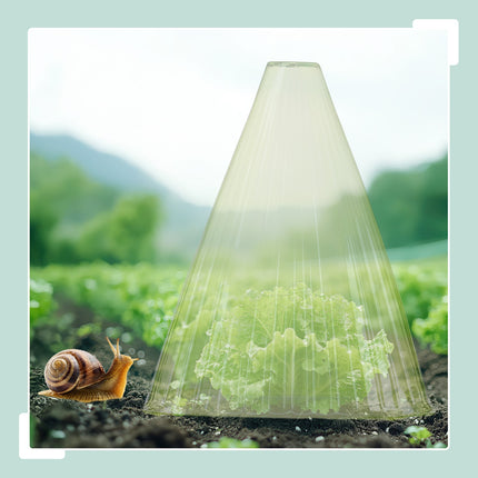 Garden Plant Cloches – Protect Seedlings from Pests