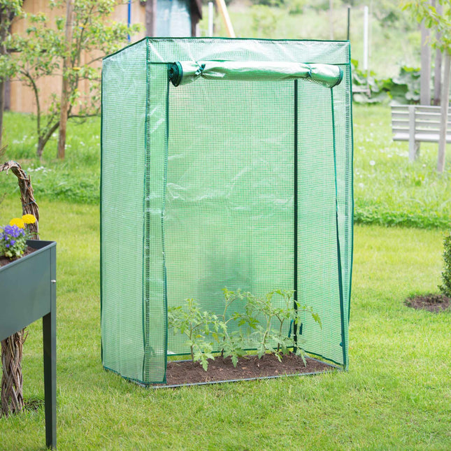 Greenhouse tomato cultivation
