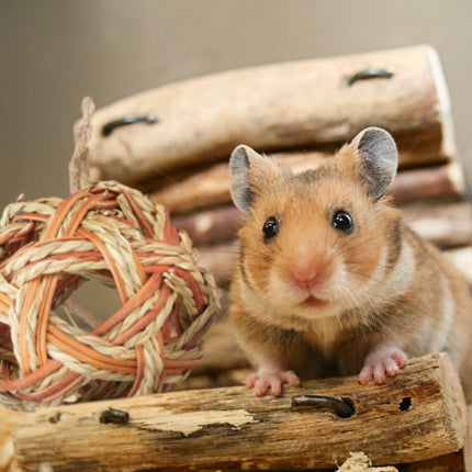 Hamster Accessories Set 5 pcs.