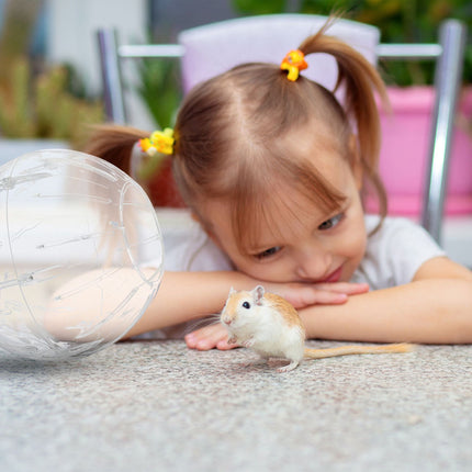 Hamster ball with white lid