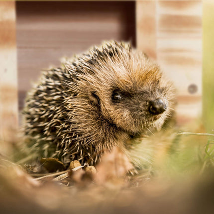 Hedgehog house with floor