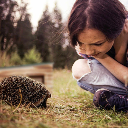 Hedgehog house with floor