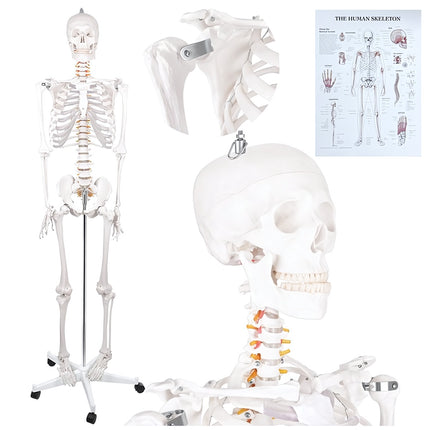 Human Skeleton Anatomical Model 170 cm, 1:1 Scale, Rolling Stand, Poster