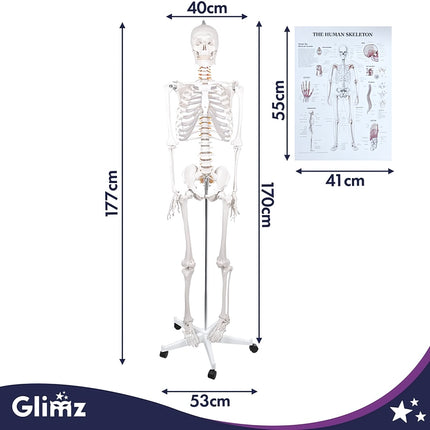 Human Skeleton Anatomical Model 170 cm, 1:1 Scale, Rolling Stand, Poster