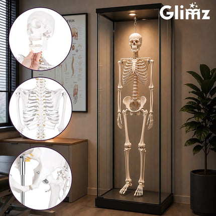 Human Skeleton Anatomical Model 170 cm, 1:1 Scale, Rolling Stand, Poster