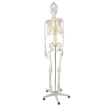 Human skeleton - 170cm Malatec 22583