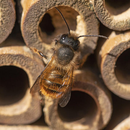Insect hotel with separate nesting holes