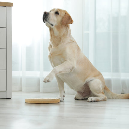 Intelligent toys for dogs