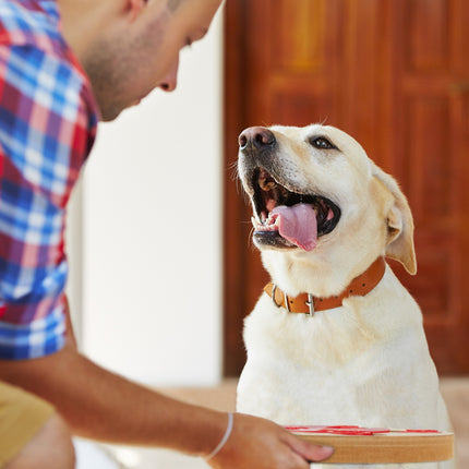 Intelligent toys for dogs