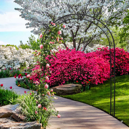 Iron rose arch