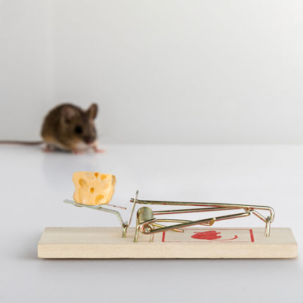 Mousetrap Wood Set of 40