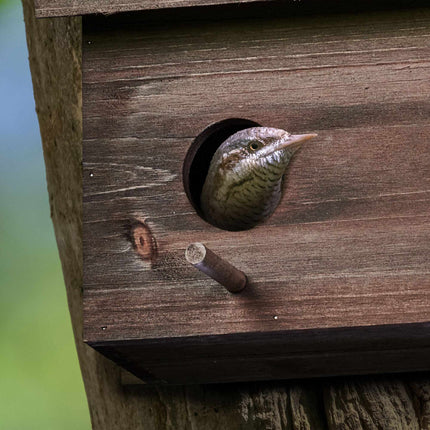 Nest for starlings