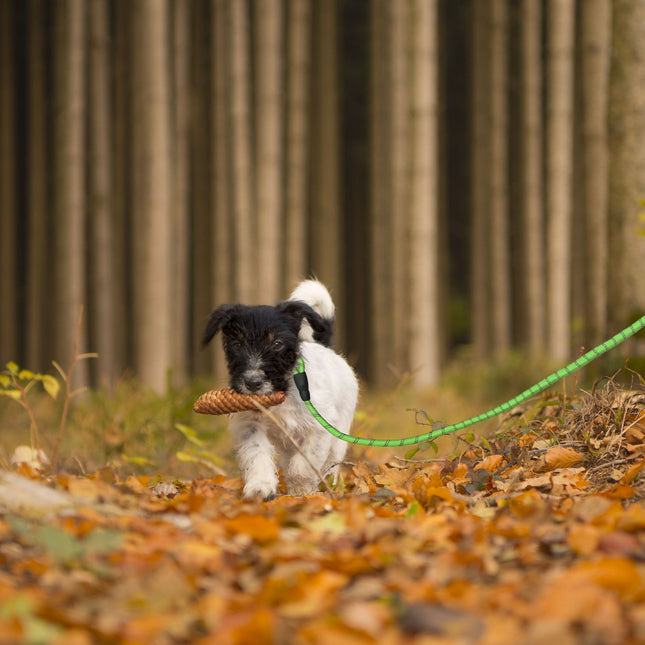 Padded dog leash green 150 cm