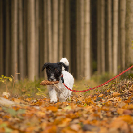Padded dog leash red 150 cm