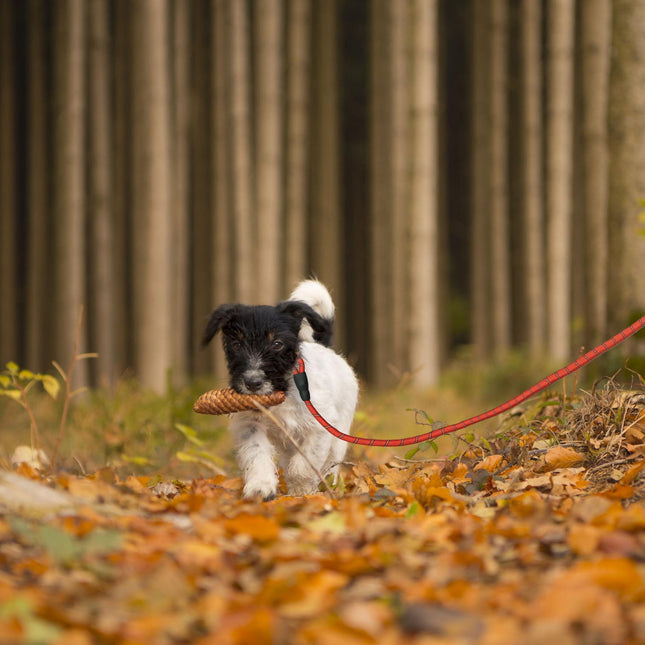 Padded dog leash red 150 cm