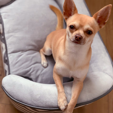 Gray padded sofa bed for pets - foam, wood, 68.5x40.5 cm