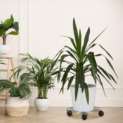 Plant choice set of 4