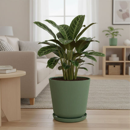 Planters with Saucers, Set of 2, Indoor/Outdoor