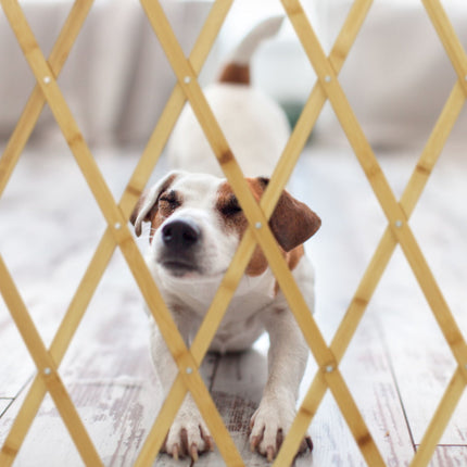 Retractable bamboo dog gate