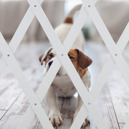 Retractable dog rail in white