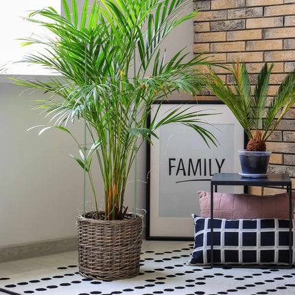 Set of 6 Plant Supports 90 cm