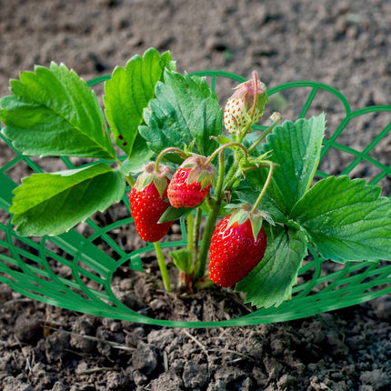 Strawberry holder in a set