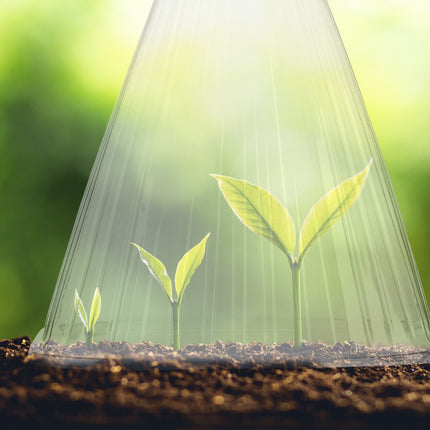 Transparent Plant Protection Cones, Set of 80