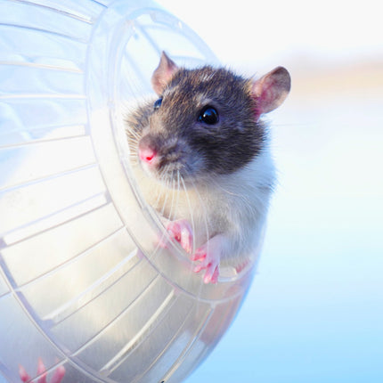 Transparent hamster ball Ø 14 cm