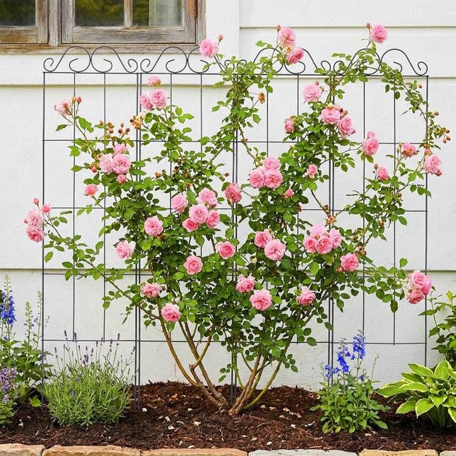 Trellis Set of 4 for Climbing Plants, Metal Support