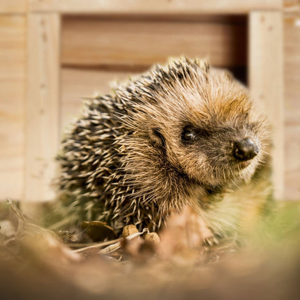 Wooden hedgehog house