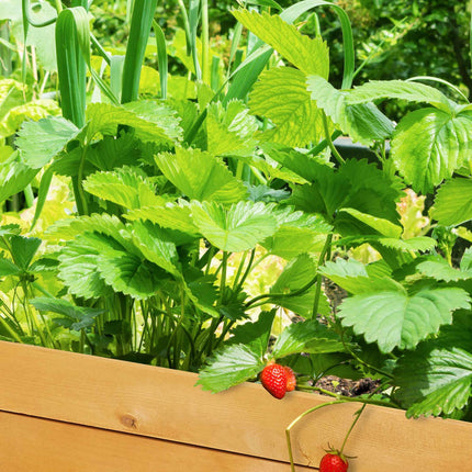 Wooden planter table